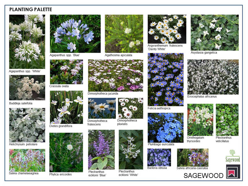 PPA 20713 - 20714 - Plant Species 1