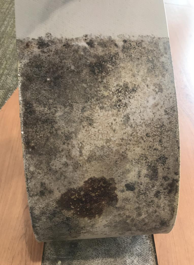 Damp indoor environments attract termites, fungi, viruses, bacterial growth, and house dust mites. Moulds produce allergens, irritants, and in some cases mycotoxins (toxic substances).